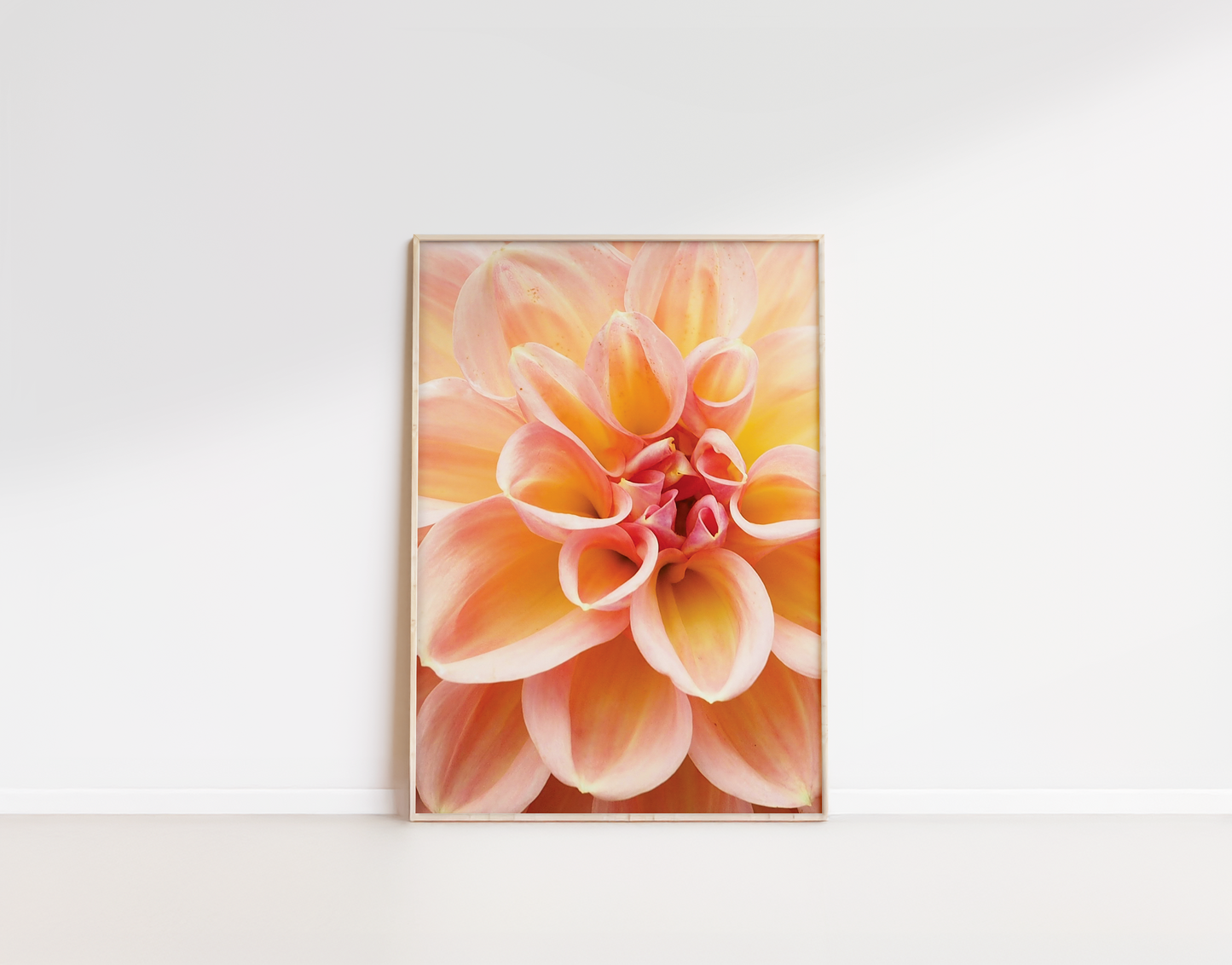 Framed pink and red dahlia
