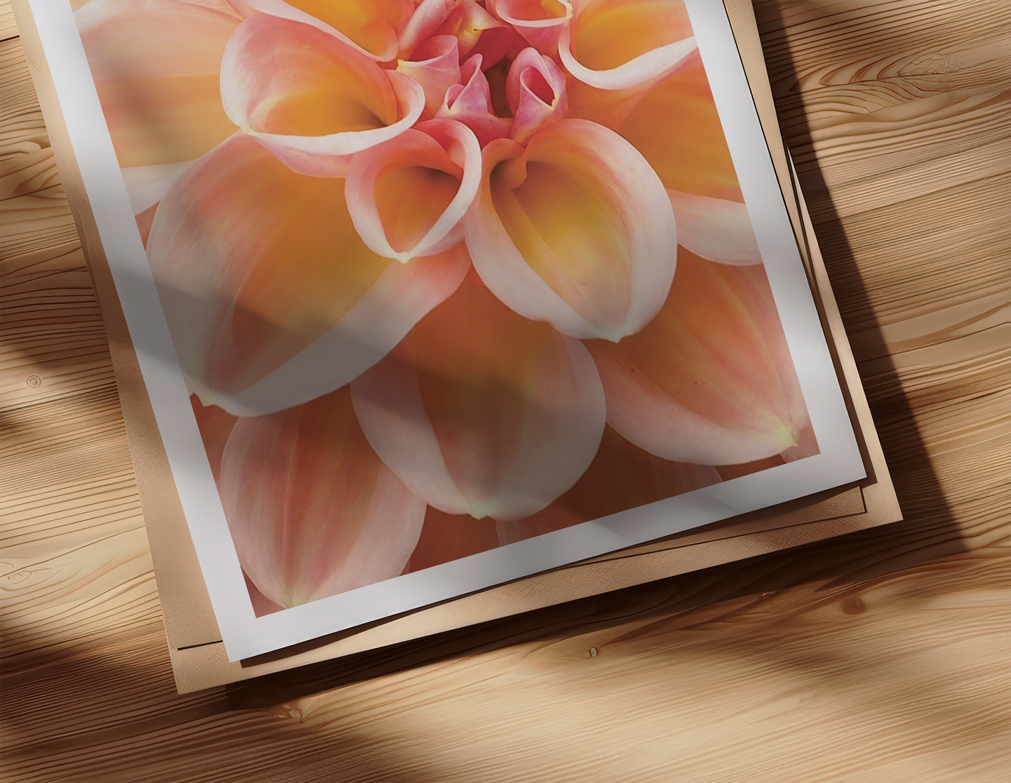 Photographic print of pink and red dahlia